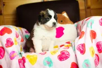 Tweety, a female Saint Bernard for sale in Minneapolis, MN – Photo 5 of 8