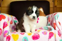 Tweety, a female Saint Bernard for sale in Minneapolis, MN – Photo 7 of 8