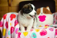 Tweety, a female Saint Bernard for sale in Minneapolis, MN – Photo 4 of 8