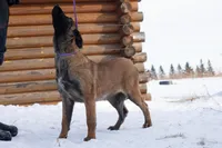 Camilla, a female Belgian Malinois for sale in Minneapolis, MN – Photo 3 of 8