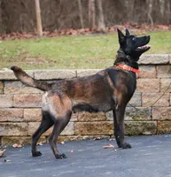 Camilla, a female Belgian Malinois for sale in Minneapolis, MN – Photo 7 of 8