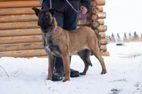 Camilla, a female Belgian Malinois for sale in Minneapolis, MN – Photo 2 of 8