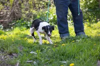 Rocket, a female Border Collie and Treeing Feist for sale in Minneapolis, MN – 4 of 5