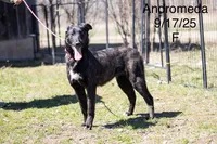 Andromeda , a female Belgian Malinois and Dutch Shepherd for sale in Minneapolis, MN – 3 of 5