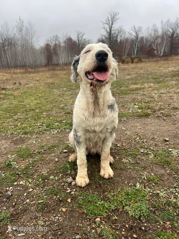 Daisy – Old English Sheepdog puppy for sale in Minneapolis, MN