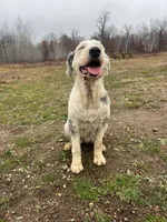 Daisy, a female Old English Sheepdog for sale in Minneapolis, MN – 1 of 3