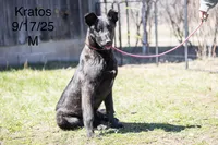 Kratos, a male Belgian Malinois and Dutch Shepherd for sale in Minneapolis, MN – 8 of 8
