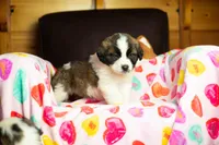 Whinnie, a female Saint Bernard for sale in Minneapolis, MN – Photo 2 of 5
