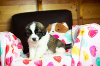 Whinnie, a female Saint Bernard for sale in Minneapolis, MN – Photo 3 of 5