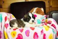 Whinnie, a female Saint Bernard for sale in Minneapolis, MN – Photo 4 of 5