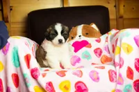 Whinnie, a female Saint Bernard for sale in Minneapolis, MN – Photo 1 of 5