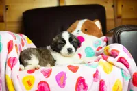 Whinnie, a female Saint Bernard for sale in Minneapolis, MN – Photo 5 of 5