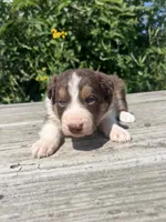 Duke, a male Border Collie for sale in Minneapolis, MN – 3 of 5