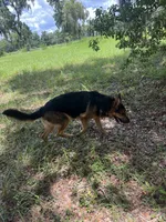 Zeus, a male German Shepherd Dog for sale in Minneapolis, MN – 3 of 4
