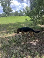 Zeus, a male German Shepherd Dog for sale in Minneapolis, MN – 4 of 4