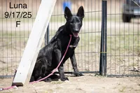Luna, a female Belgian Malinois and Dutch Shepherd for sale in Minneapolis, MN – 4 of 5