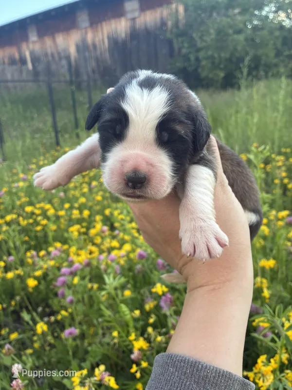 Charlie – Saint Bernard puppy for sale in Minneapolis, MN