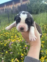 Charlie, a male Saint Bernard for sale in Minneapolis, MN – 1 of 3