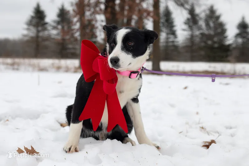 Parrot – Border Collie puppy for sale in Minneapolis, MN
