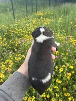 Legacy , a female Saint Bernard for sale in Minneapolis, MN – 2 of 2