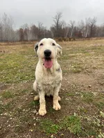 Daisy, a female Old English Sheepdog for sale in Minneapolis, MN – 2 of 3