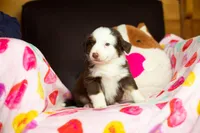 S’mores , a female Australian Shepherd and Border Collie for sale in Minneapolis, MN – Photo 1 of 2