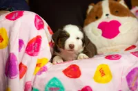 S’mores , a female Australian Shepherd and Border Collie for sale in Minneapolis, MN – Photo 2 of 2