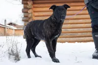 Jupiter, a male Belgian Malinois and Dutch Shepherd for sale in Minneapolis, MN – Photo 3 of 7