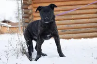 Jupiter, a male Belgian Malinois and Dutch Shepherd for sale in Minneapolis, MN – Photo 2 of 7