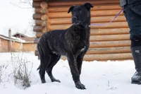 Jupiter, a male Belgian Malinois and Dutch Shepherd for sale in Minneapolis, MN – Photo 4 of 7