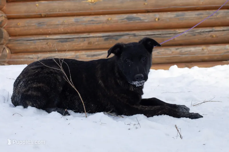 Jupiter – Belgian Malinois, Dutch Shepherd puppy for sale in Minneapolis, MN