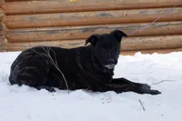 Jupiter, a male Belgian Malinois and Dutch Shepherd for sale in Minneapolis, MN – Photo 1 of 7