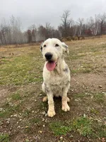 Daisy, a female Old English Sheepdog for sale in Minneapolis, MN – 3 of 3