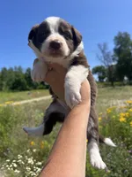 Bella , a female Border Collie for sale in Minneapolis, MN – 3 of 5