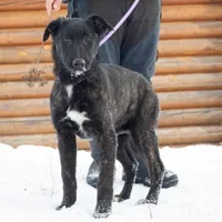 Galaxy, a female Belgian Malinois and Dutch Shepherd for sale in Minneapolis, MN – Photo 3 of 7