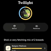 Galaxy, a female Belgian Malinois and Dutch Shepherd for sale in Minneapolis, MN – Photo 7 of 7