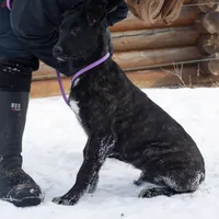 Galaxy, a female Belgian Malinois and Dutch Shepherd for sale in Minneapolis, MN – Photo 1 of 7