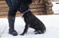 Galaxy, a female Belgian Malinois and Dutch Shepherd for sale in Minneapolis, MN – Photo 1 of 7