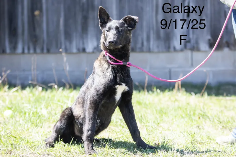 Galaxy – Belgian Malinois, Dutch Shepherd puppy for sale in Minneapolis, MN