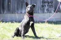 Galaxy, a female Belgian Malinois and Dutch Shepherd for sale in Minneapolis, MN – 1 of 4