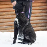 Galaxy, a female Belgian Malinois and Dutch Shepherd for sale in Minneapolis, MN – Photo 2 of 7