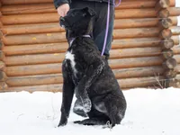 Galaxy, a female Belgian Malinois and Dutch Shepherd for sale in Minneapolis, MN – Photo 2 of 7