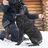 Galaxy, a female Belgian Malinois and Dutch Shepherd for sale in Minneapolis, MN – Photo 4 of 7