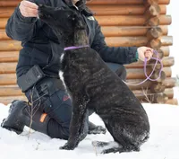 Galaxy, a female Belgian Malinois and Dutch Shepherd for sale in Minneapolis, MN – Photo 4 of 7