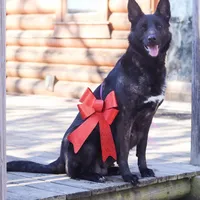 Galaxy, a female Belgian Malinois and Dutch Shepherd for sale in Minneapolis, MN – Photo 6 of 7