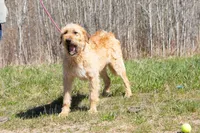 Crush, a male Belgian Malinois and Old English Sheepdog for sale in Minneapolis, MN – 4 of 4