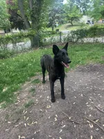 Kratos, a female Belgian Malinois and Dutch Shepherd for sale in Minneapolis, MN – 4 of 4