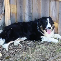 Sparrow, a male Border Collie for sale in Minneapolis, MN – Photo 5 of 7