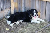 processed/68915448-dbff-45bc-bf34-f64a0a1a0c42/listing/842a435a-4080-4da5-a95c-4352669f5827/5f58c0ea-2fa3-446c-82d9-8e7e01fb973d