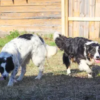 Sparrow, a male Border Collie for sale in Minneapolis, MN – Photo 7 of 7